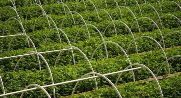 pot certification program