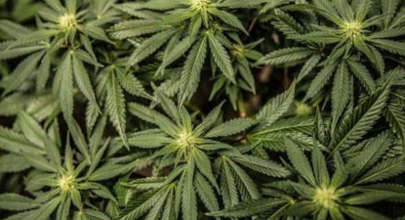 what is hemp