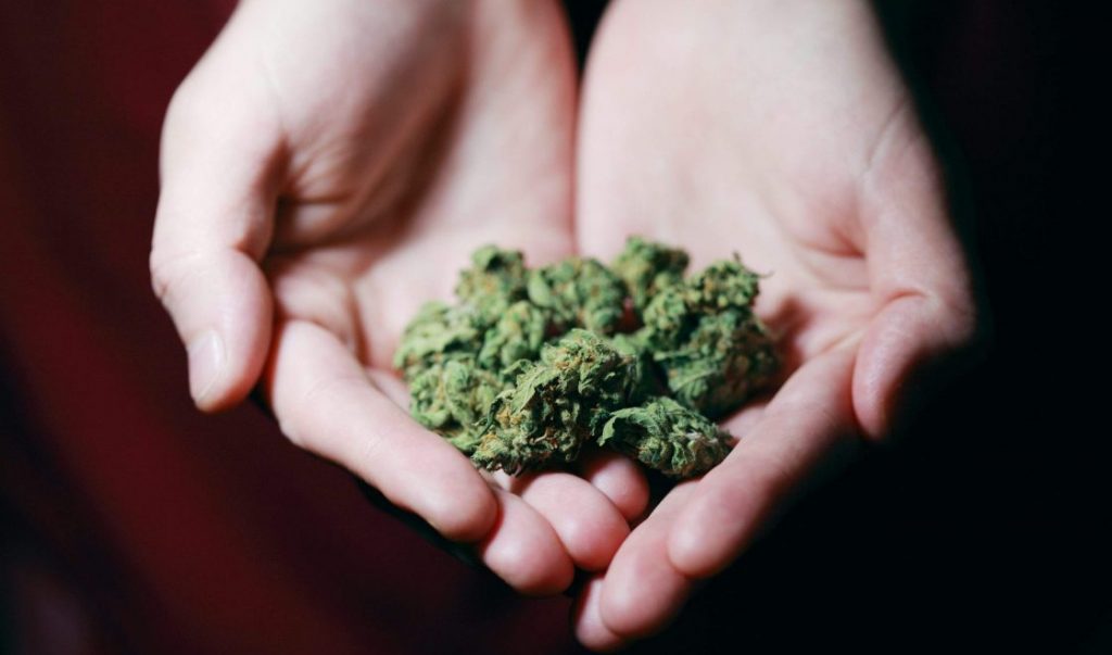 indica vs sativa cannabis