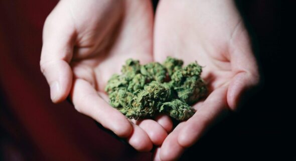 indica vs sativa cannabis