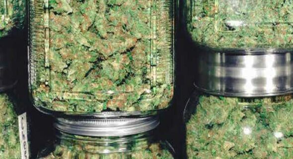 marijuana strains