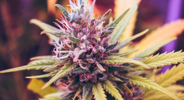 Marijuana legalization