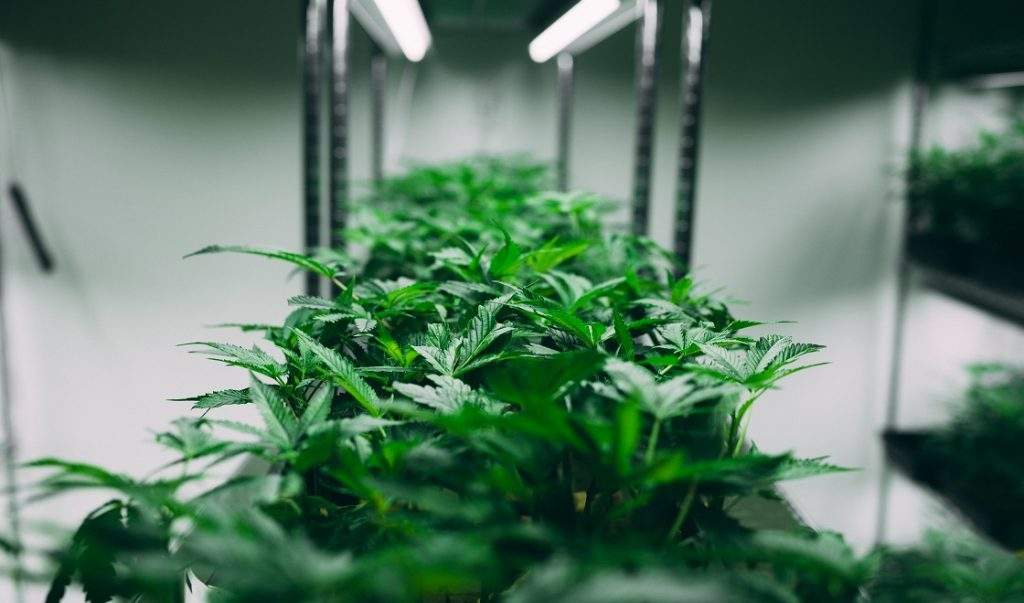 grow marijuana indoors