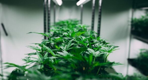 grow marijuana indoors