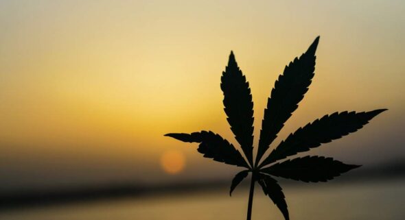 Growing Weed Outdoors