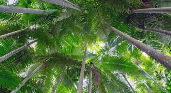 Canopy