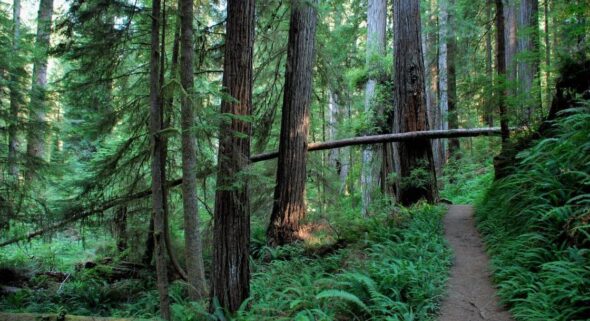 Emerald Triangle