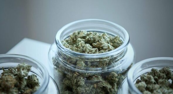 curing marijuana