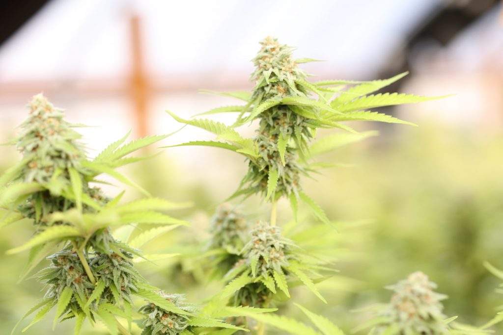 how to grow marijuana from seed