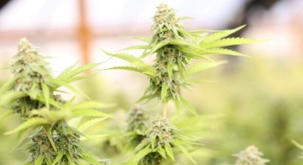 how to grow marijuana from seed