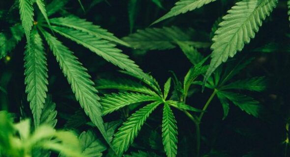 cannabis seeds