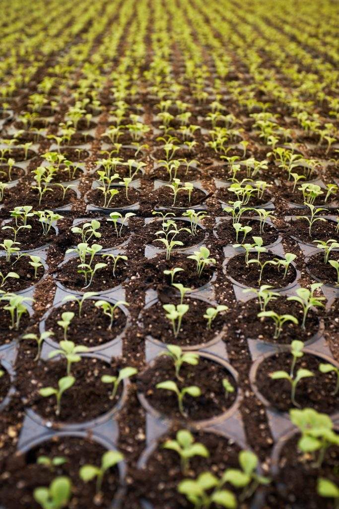 hydroponic cannabis