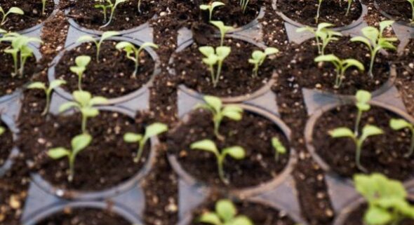 hydroponic cannabis