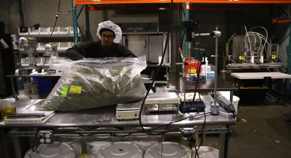 medical cannabis insurance