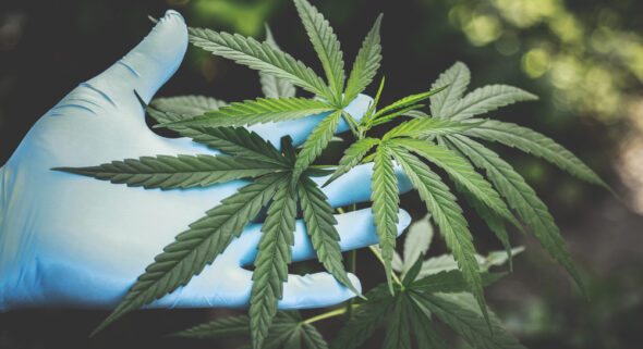 hemp