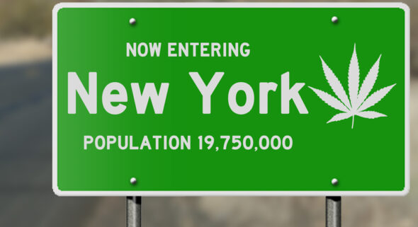 new york cannabis