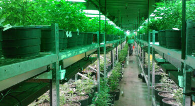 cannabis compliance