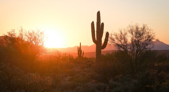 arizona new jersey