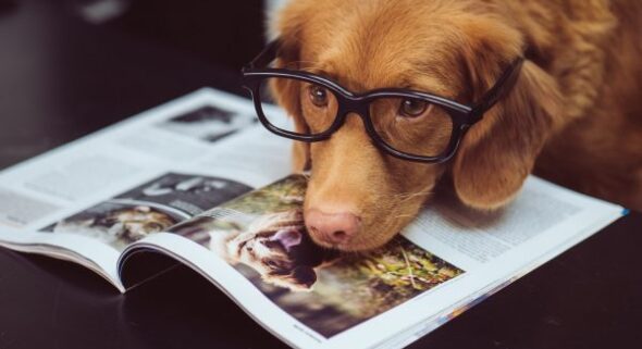 cbd for dogs