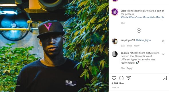 Viola
