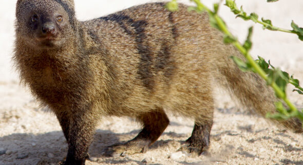project mongoose