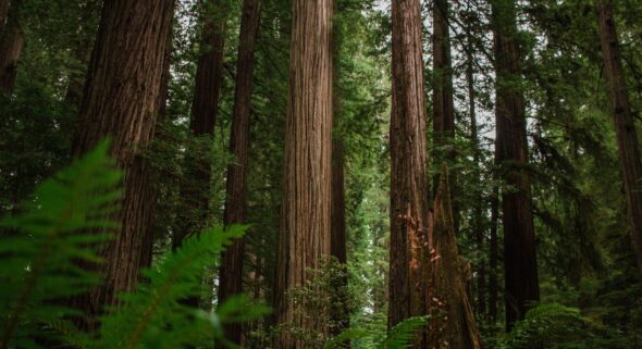 norcal growers face crisis