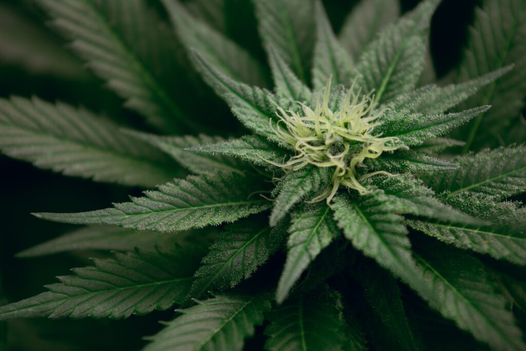 bud trimmer