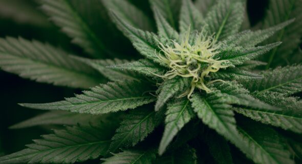 bud trimmer