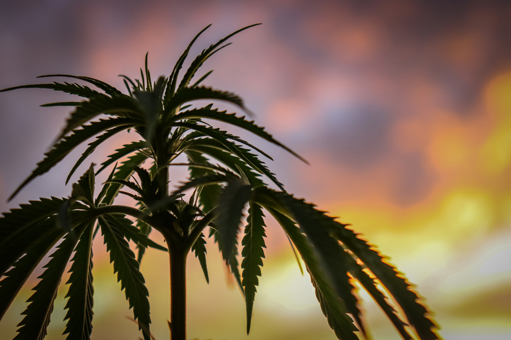 Newsbrief: Calif. treasurer calls state law a “failure”