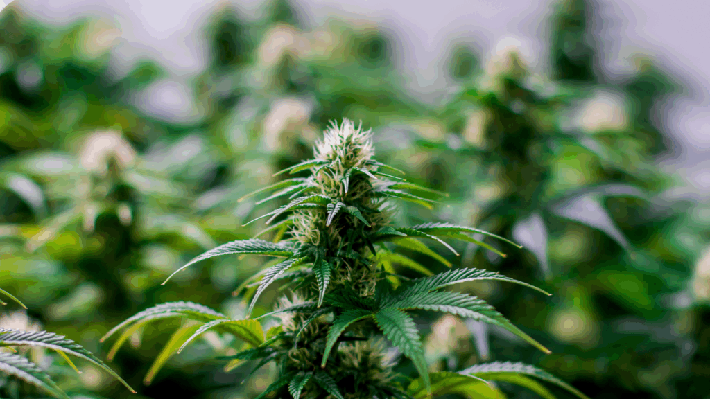 SCOOP: Calif. DCC “sandbagging” diversion enforcement, Catalyst alleges