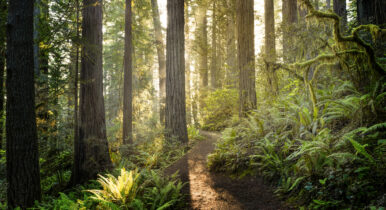 forests