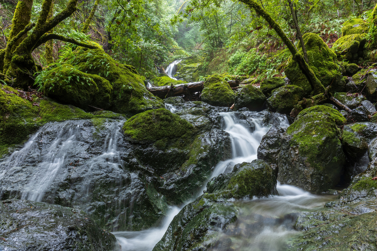Pumped groundwater dries up streams in the Emerald Triangle: Study